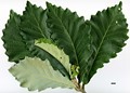 SpeciesSubType: Intraspecific - SpeciesSub: subsp. yunnanensis SpeciesSubType: Intraspecific - SpeciesSub: subsp. yunnanensis